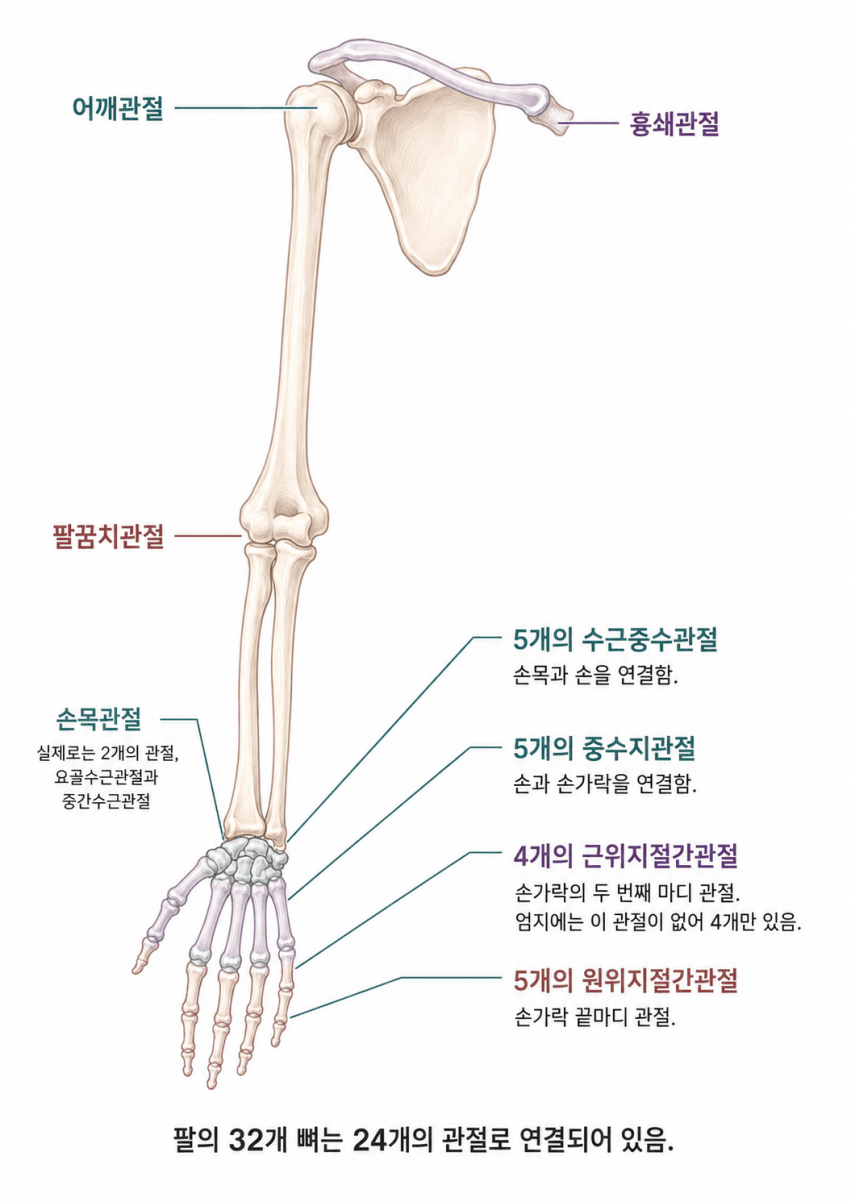 흉쇄관절에서 손끝까지 이어지는 팔 구조