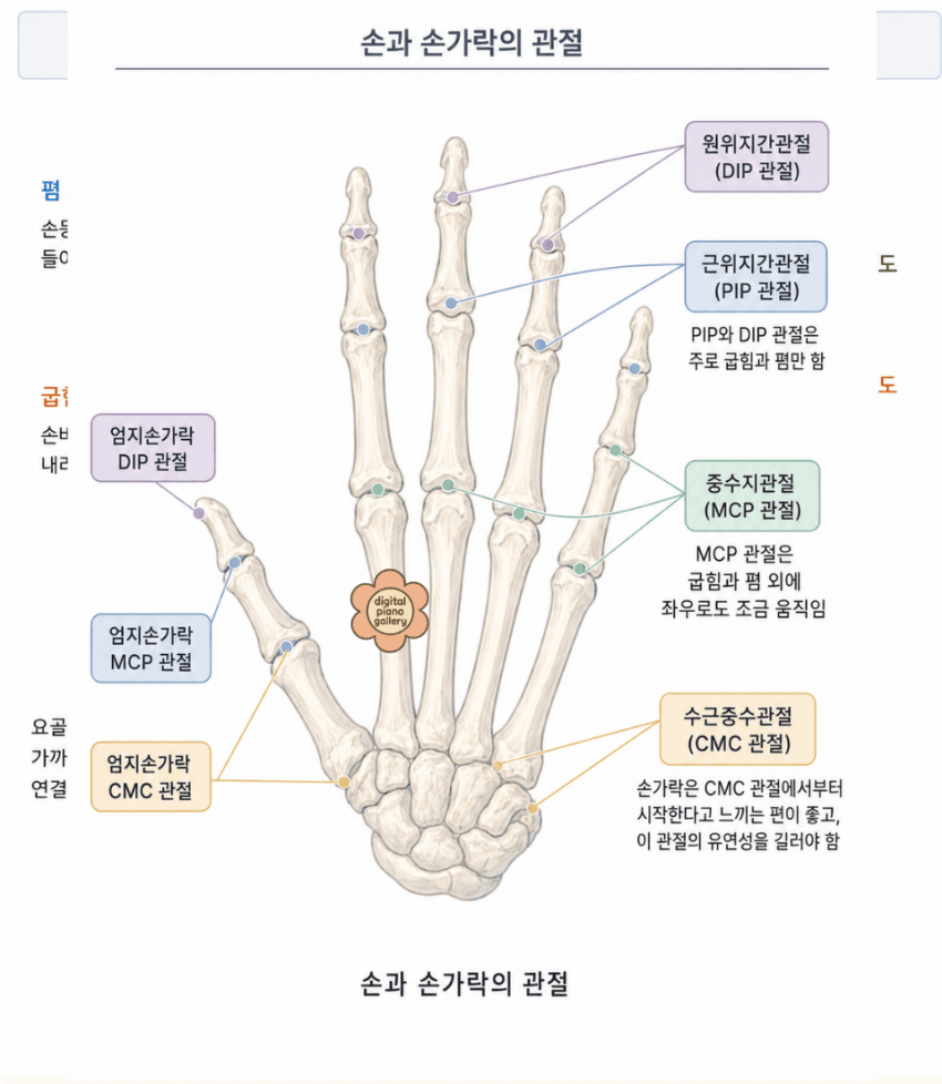 손바닥과 중수골 구조